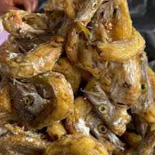 baracuda fish